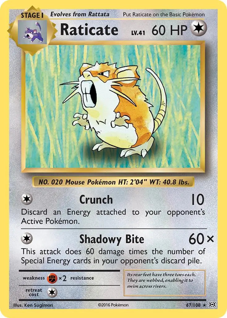 Raticate (67/108) [XY: Evolutions] Pokémon
